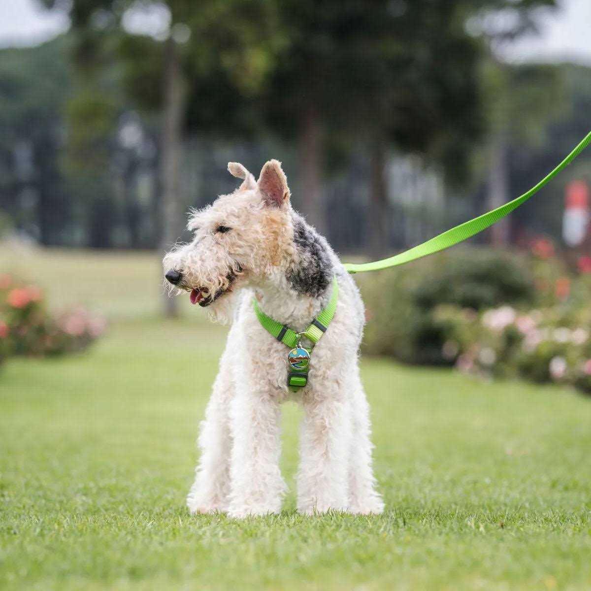 Enamel Pet ID Tag I585