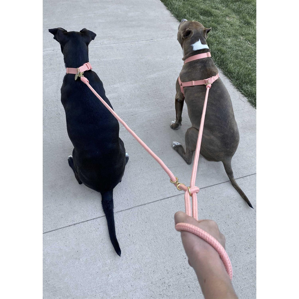 Pet Leash M967