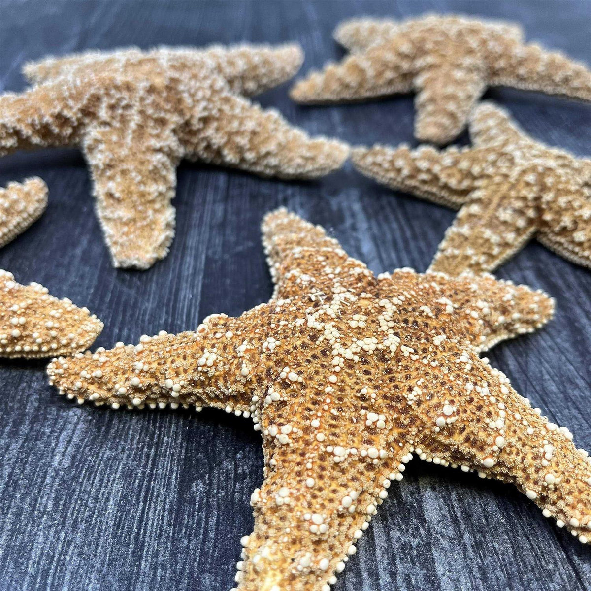 4 6 inch Starfish Decor A814722