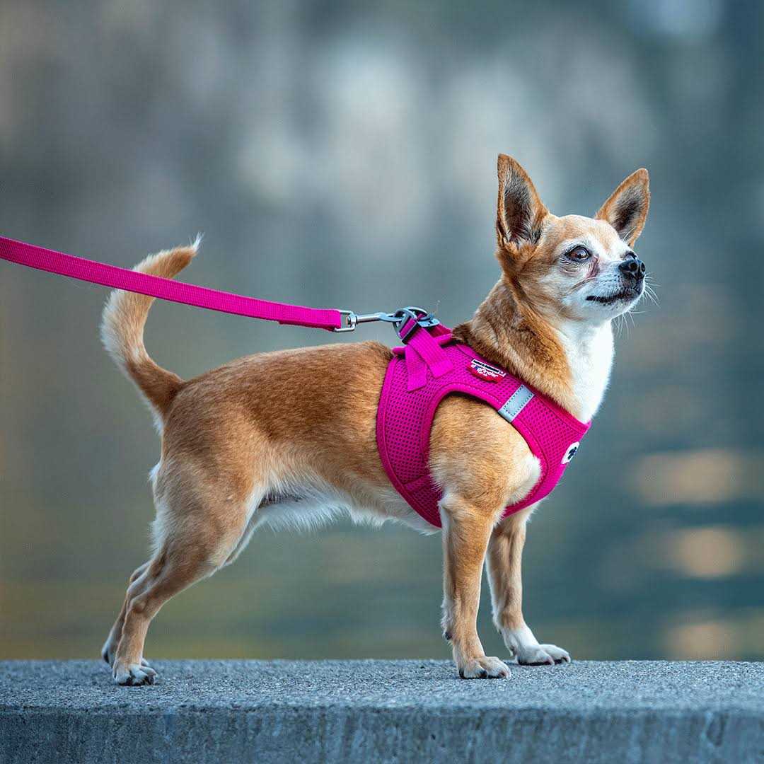 Air-Mesh Dog Harness A867172