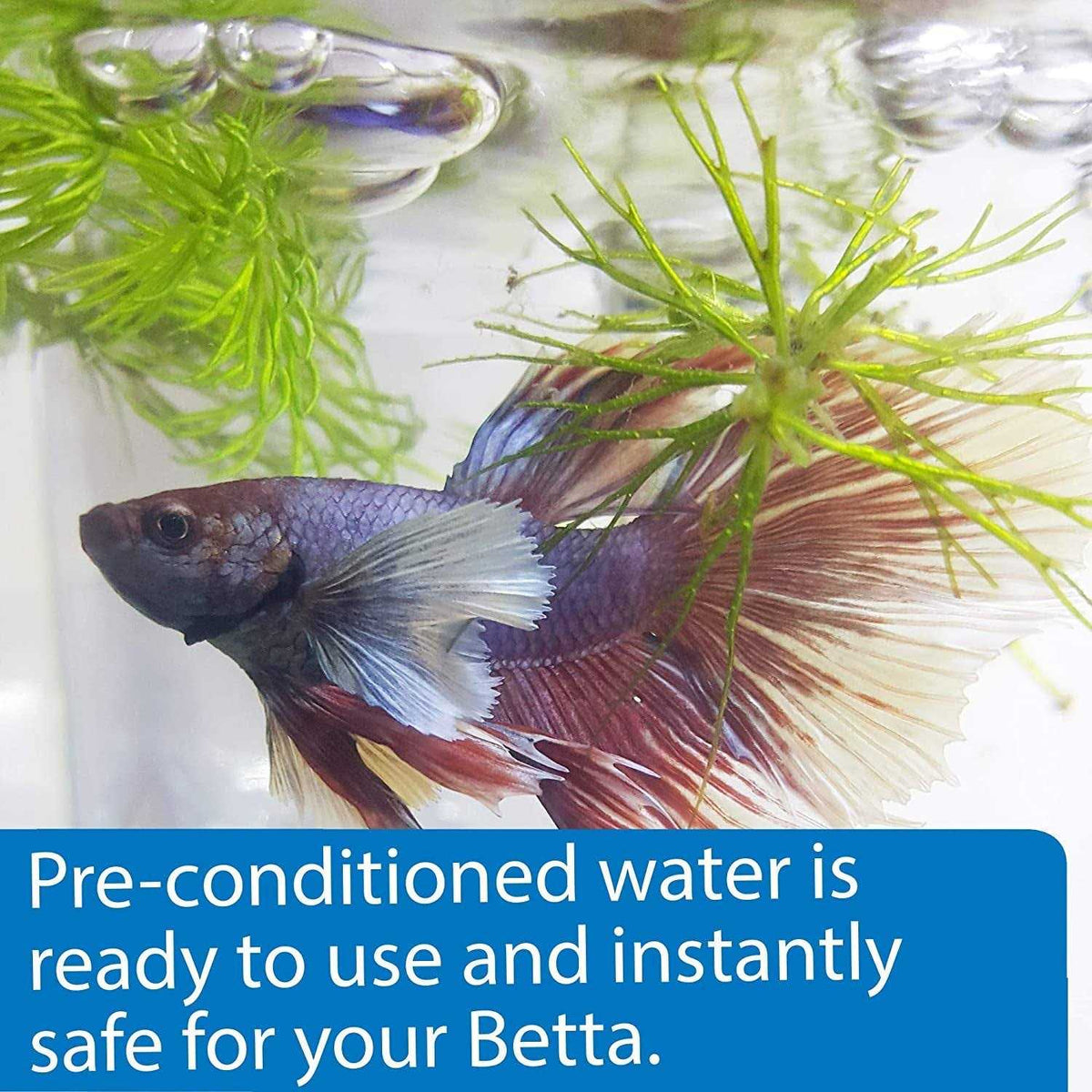 Betta Water B185471