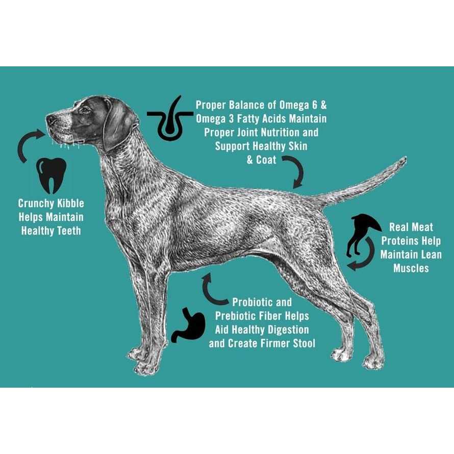 Adult Dry Dog Food T400045
