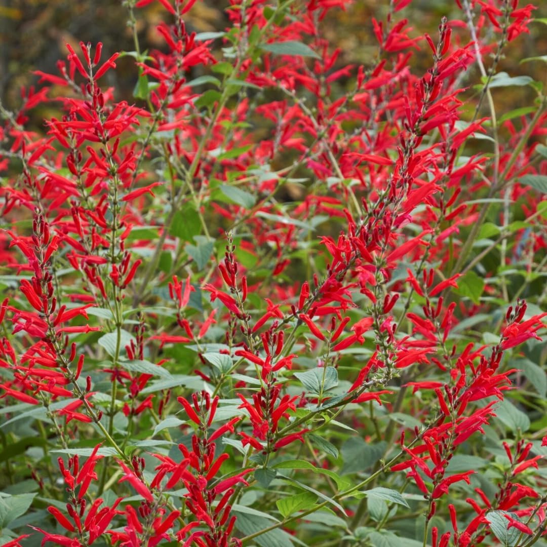 2 Red Pineapple Sage Plants in Pot G887124