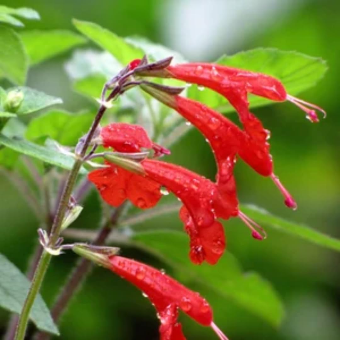 2 Red Pineapple Sage Plants in Pot G887124