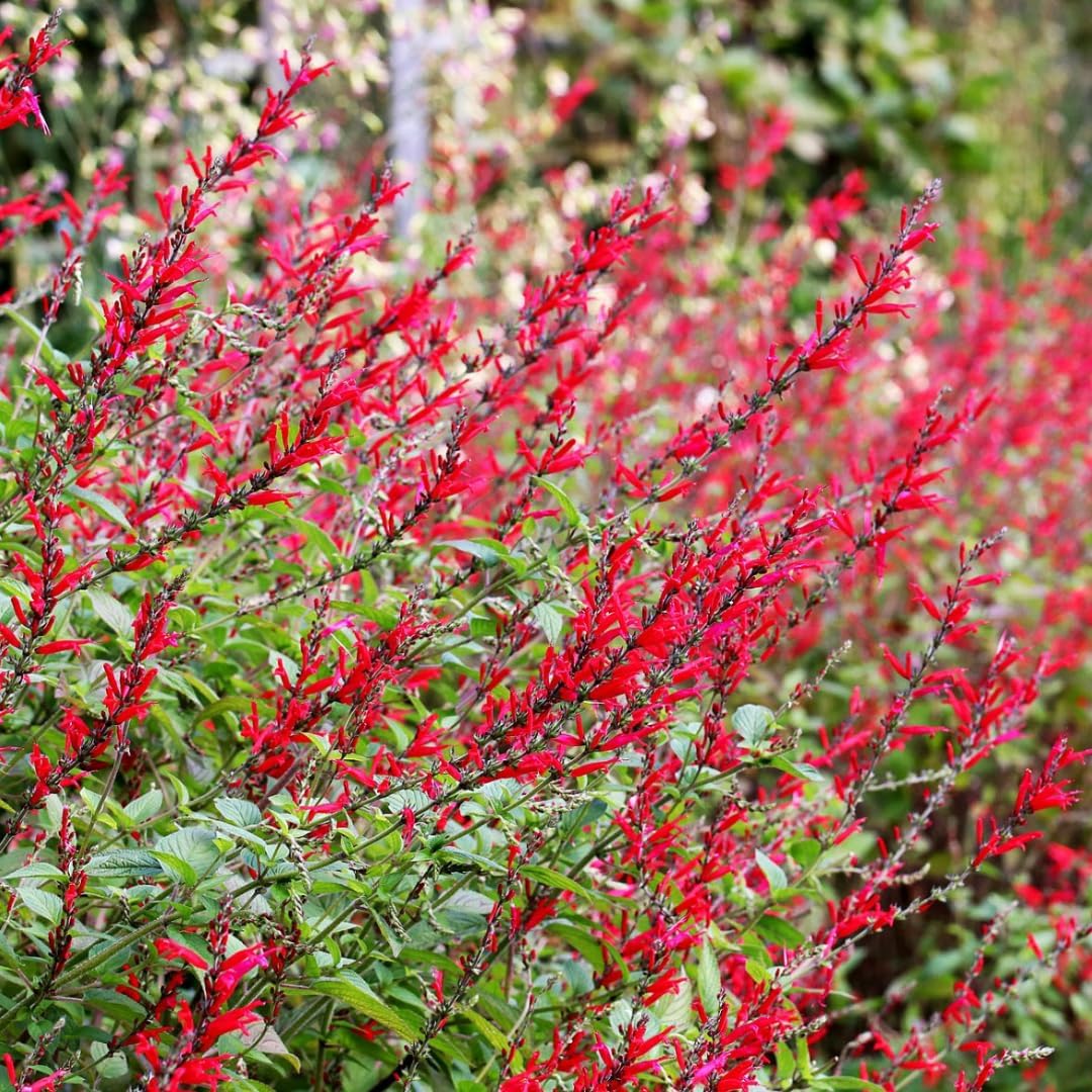 2 Red Pineapple Sage Plants in Pot G887124