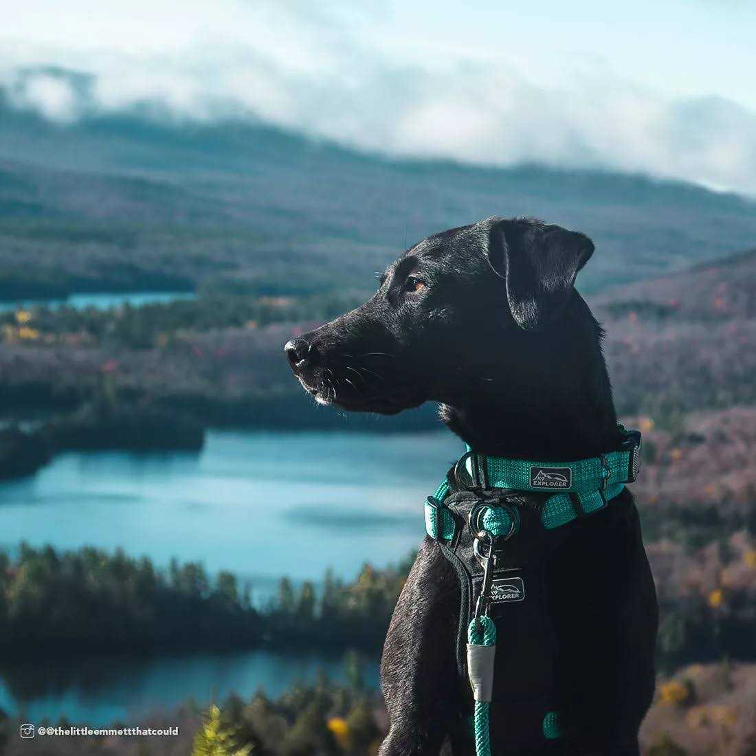 Reflective Adjustable Dog Collar W74966