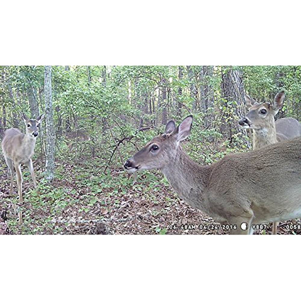 8.0 MP Camera Trap O8458