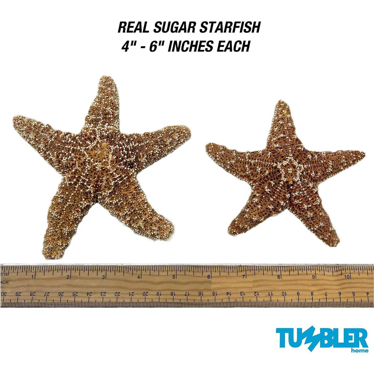 4 6 inch Starfish Decor A814722