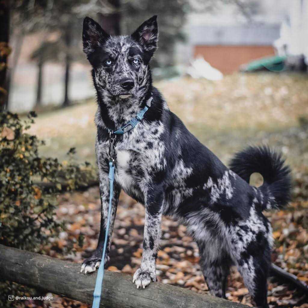 Reflective Adjustable Dog Collar W74966