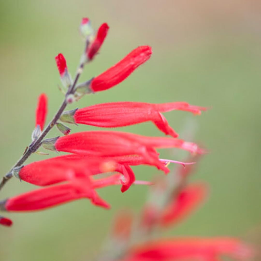 2 Red Pineapple Sage Plants in Pot G887124