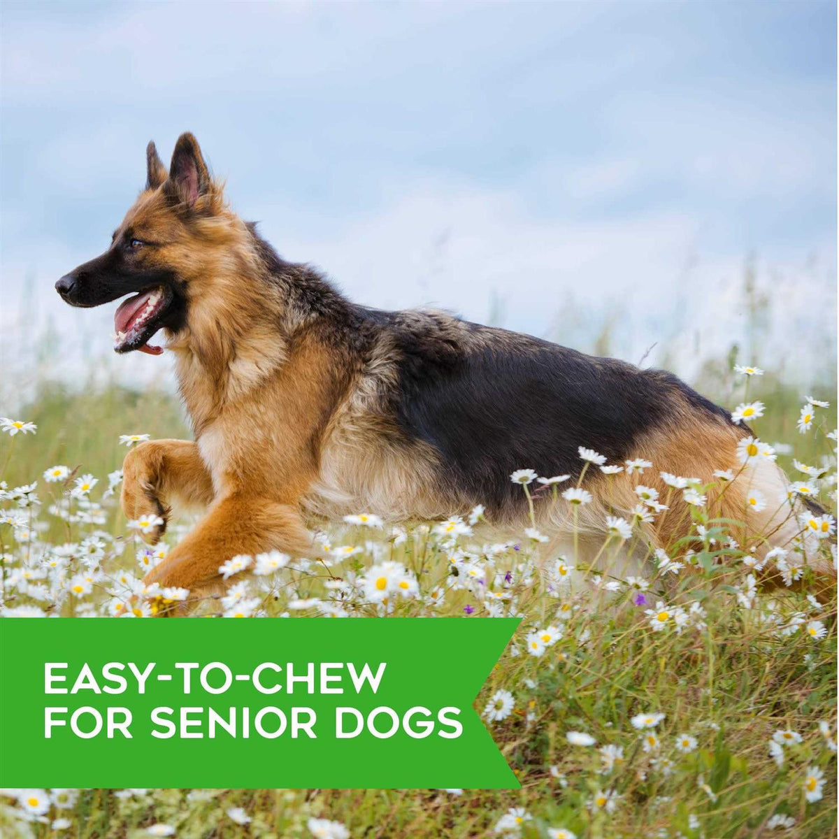 Bacon Soft & Chewy Dog Treats O54754