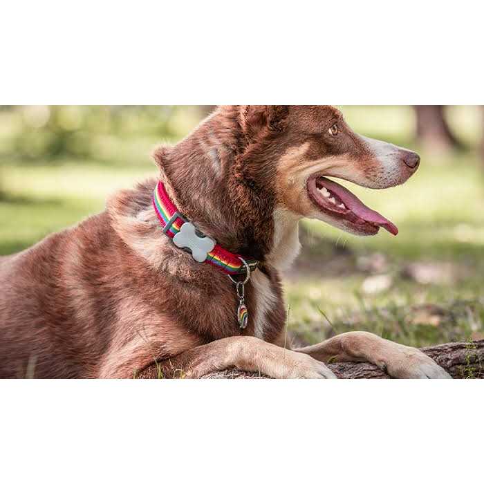 Enamel Pet ID Tag I585