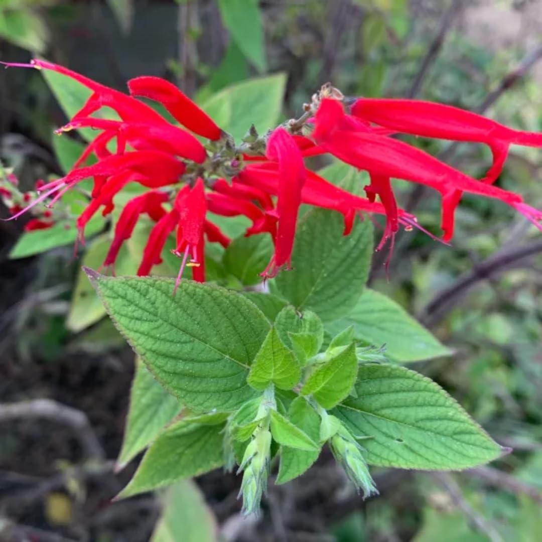 2 Red Pineapple Sage Plants in Pot G887124