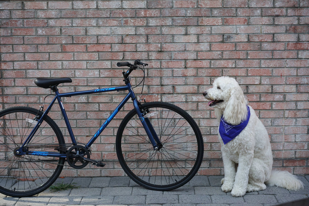 Blue 700c Bike Z9104
