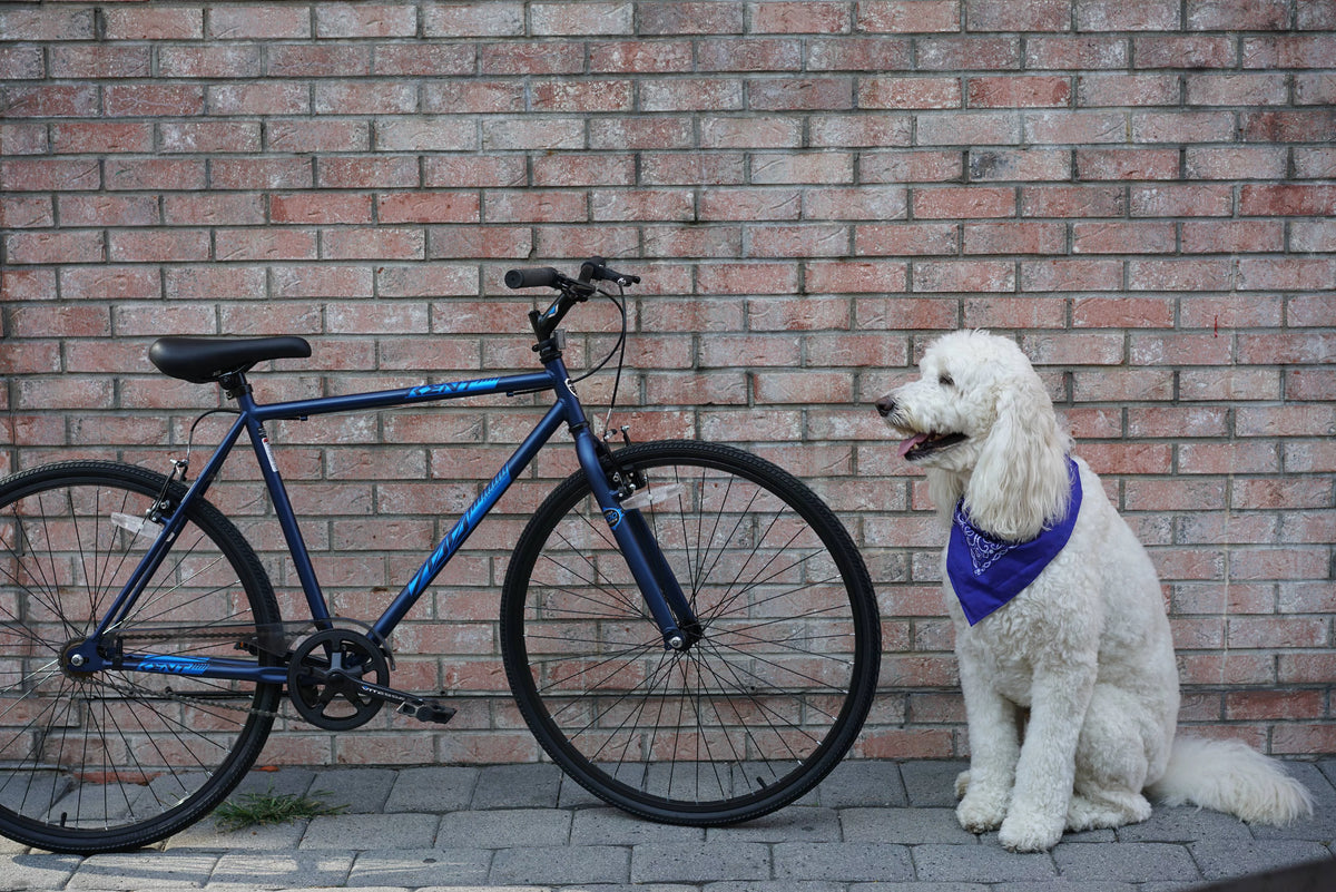 Blue 700c Bike Z9104