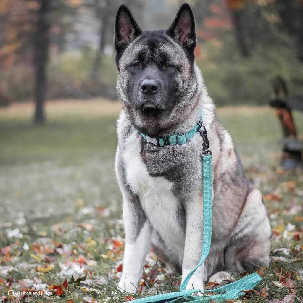 Reflective Adjustable Dog Collar W74966
