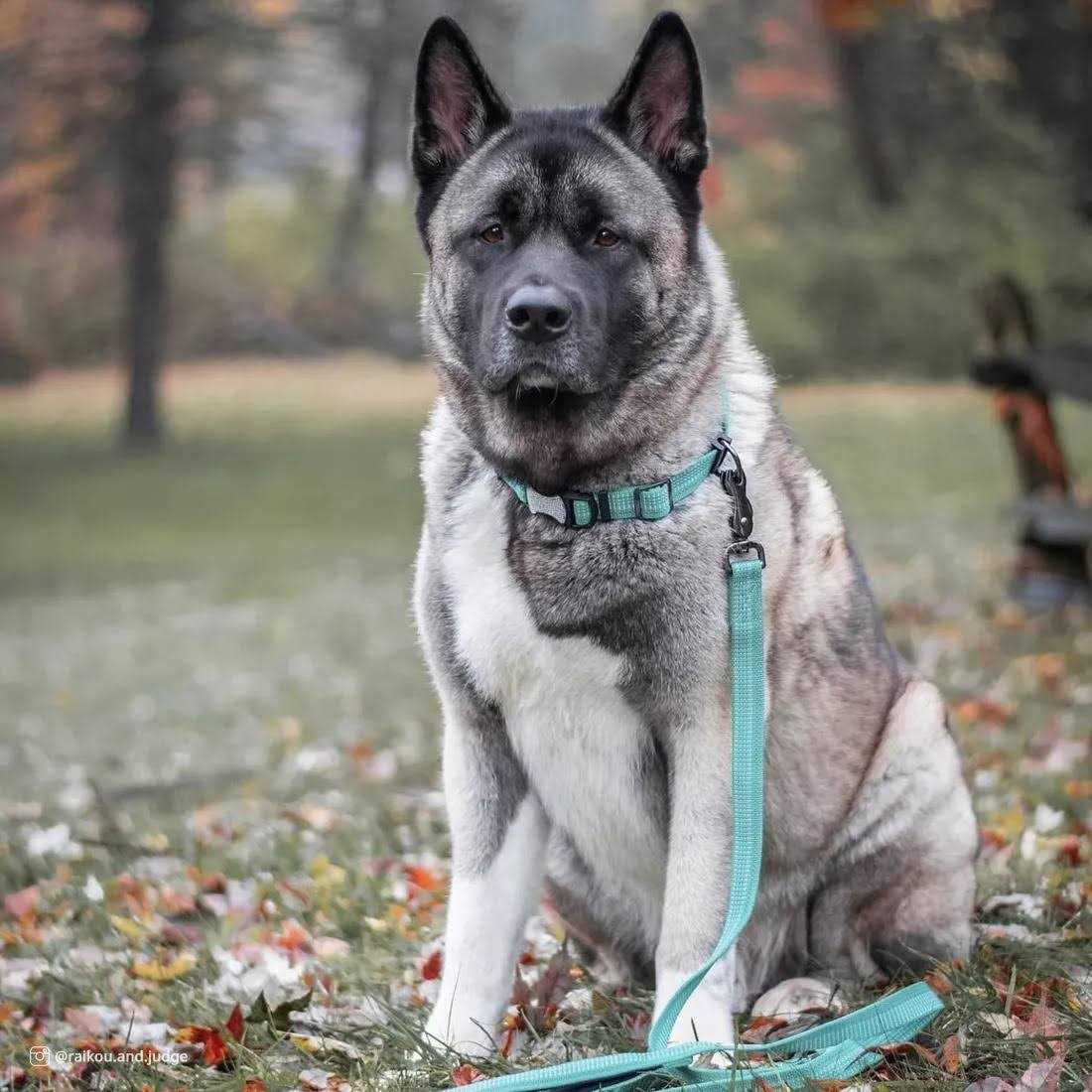 Reflective Adjustable Dog Collar W74966