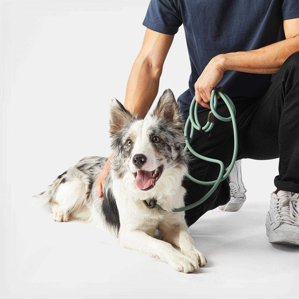 Hands-Free Dog Leash F548145